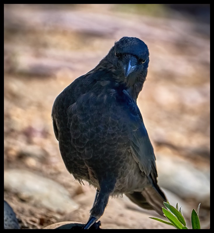 American Crow - ML624772761