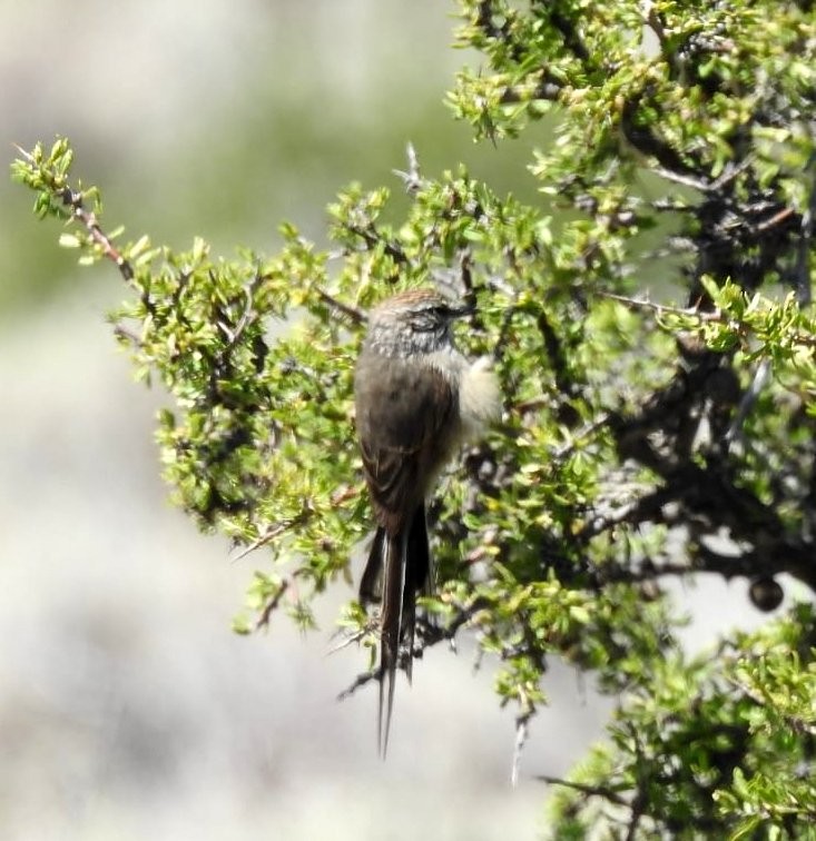 Plain-mantled Tit-Spinetail - ML624773024