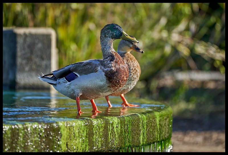 Mallard - ML624773196
