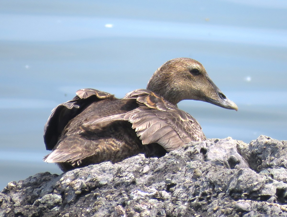 Common Eider - ML624773268