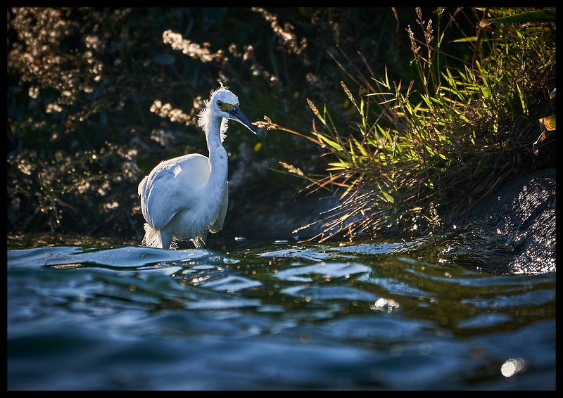 Snowy Egret - ML624773278