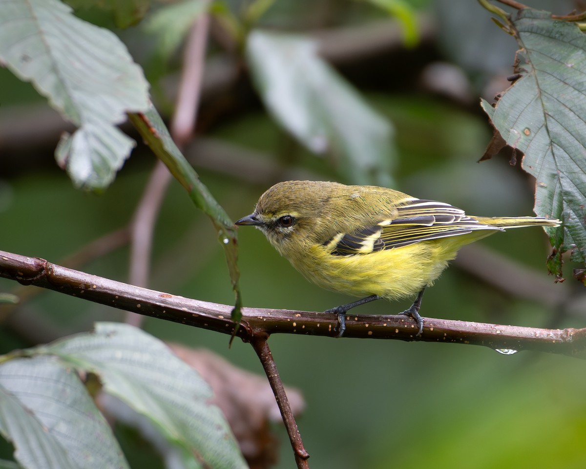 Yellow-winged Vireo - ML624773285