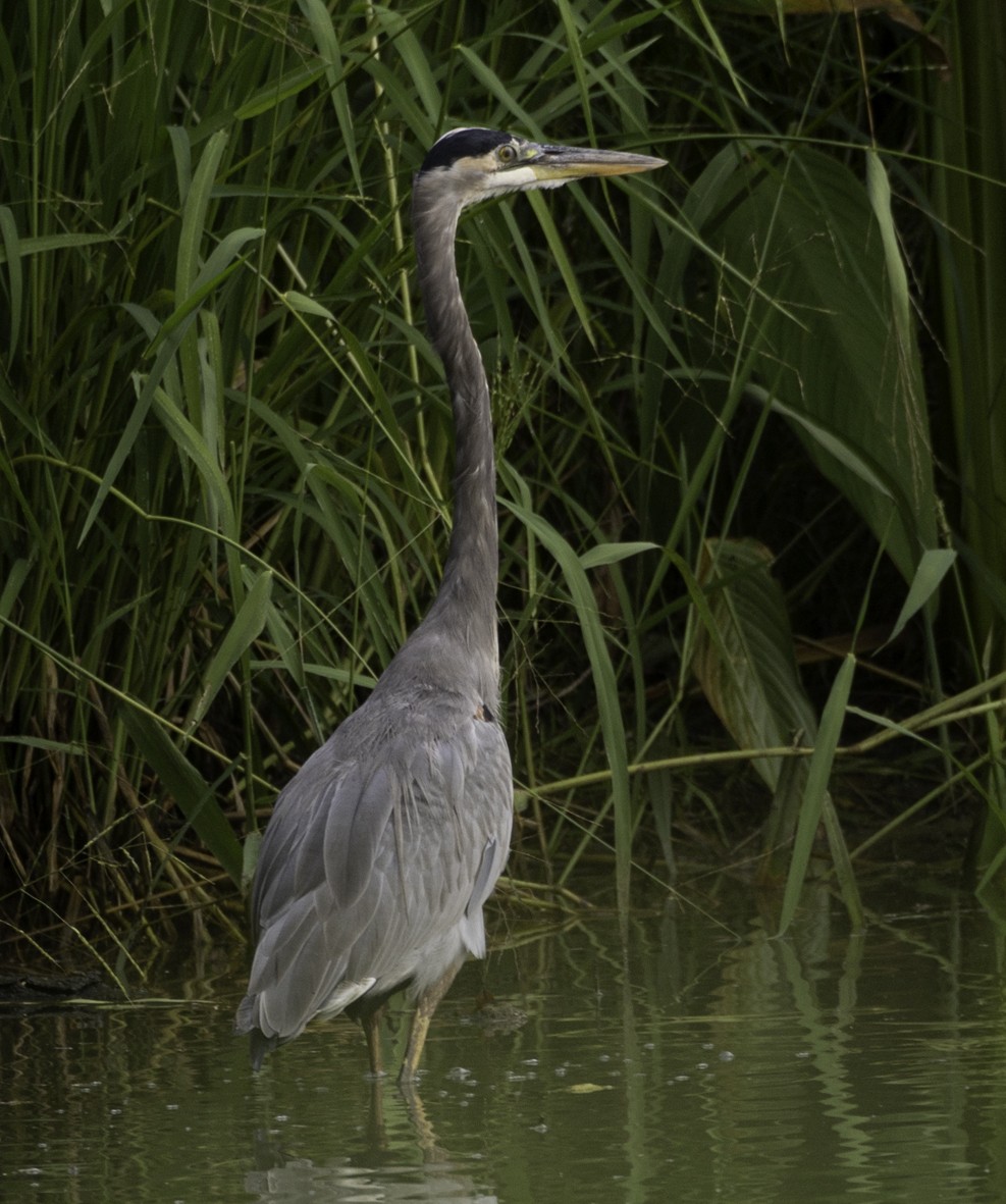 Great Blue Heron - ML624773428