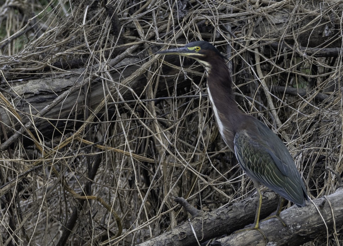 Green Heron - ML624773430