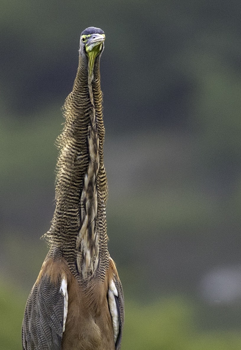 Bare-throated Tiger-Heron - ML624773432