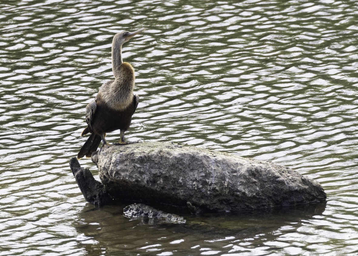 Anhinga - ML624773436