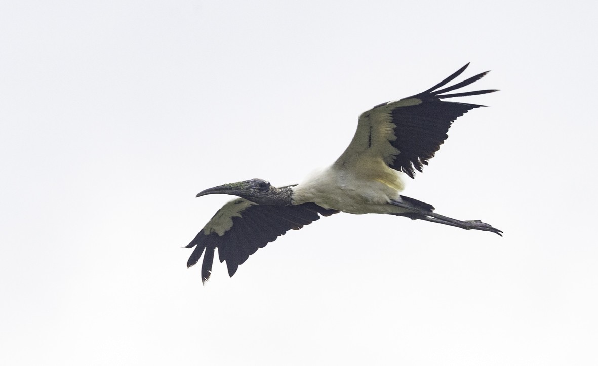 Wood Stork - ML624773439