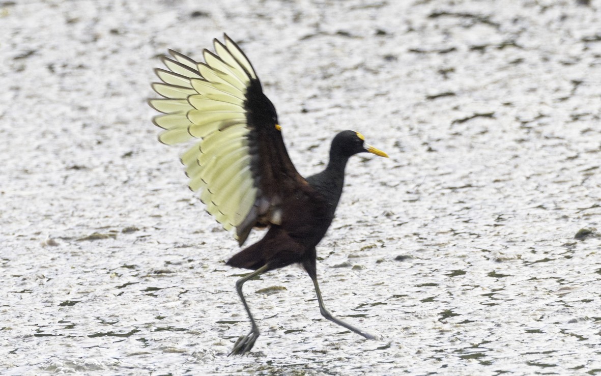 Northern Jacana - ML624773441