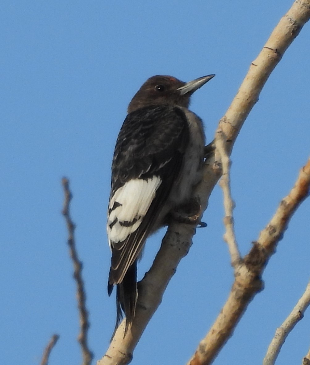 Red-headed Woodpecker - ML624773442