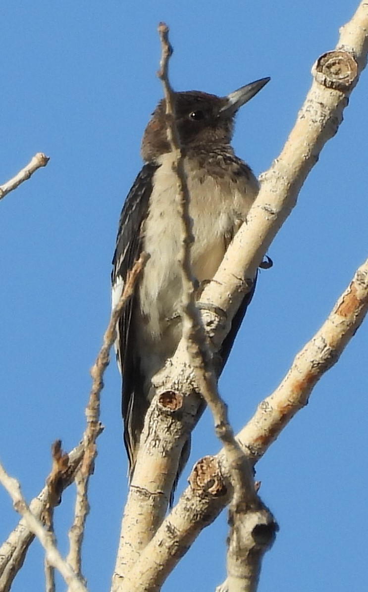 Red-headed Woodpecker - ML624773443