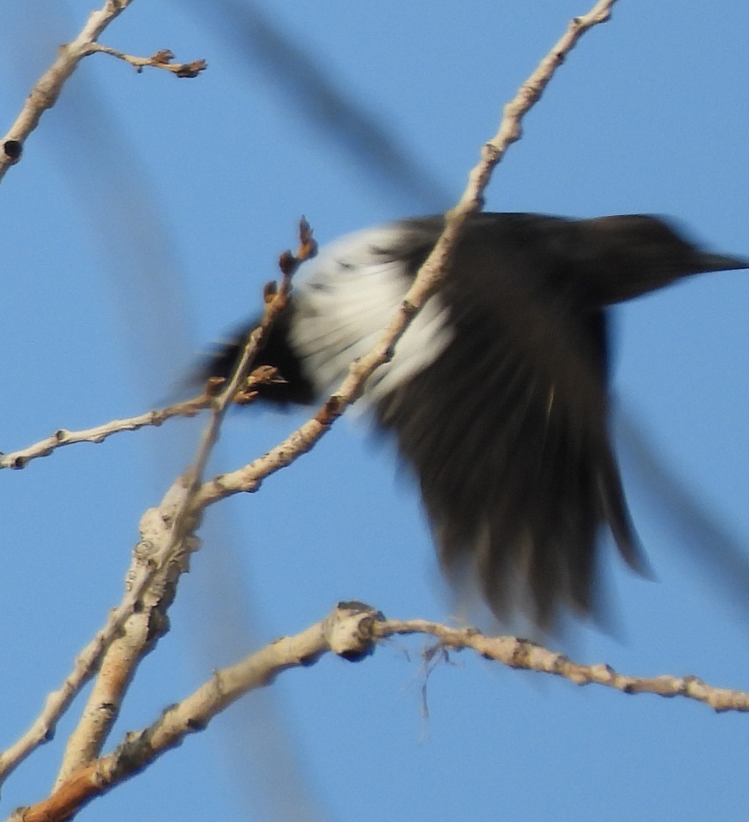 Red-headed Woodpecker - ML624773444