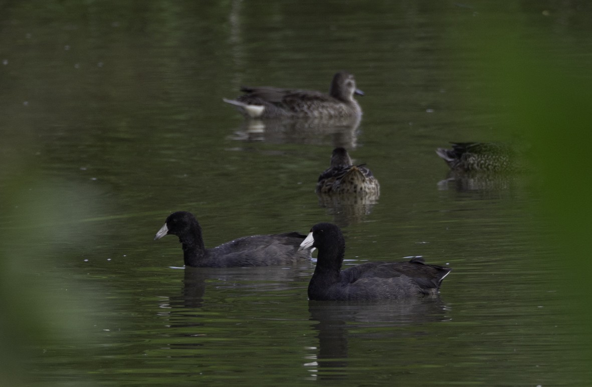 American Coot - ML624773447