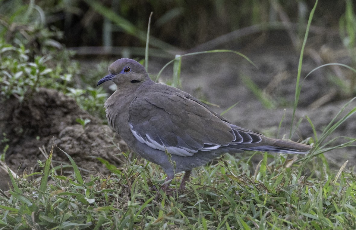 White-winged Dove - ML624773449