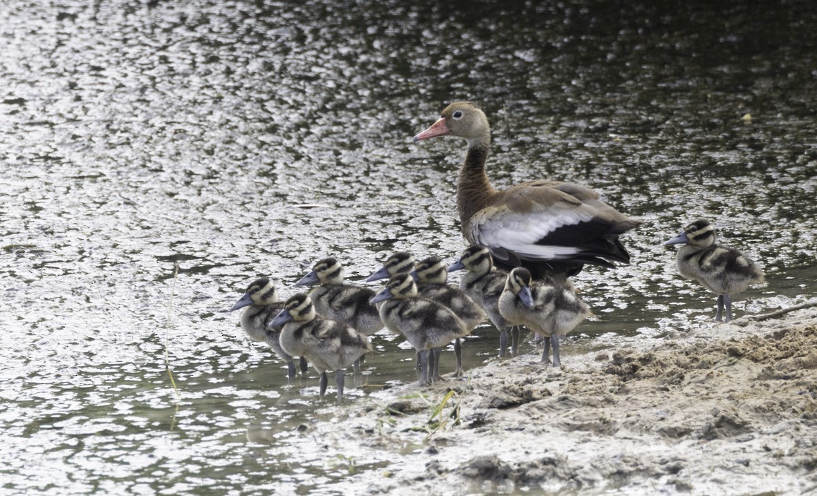 Black-bellied Whistling-Duck - ML624773458