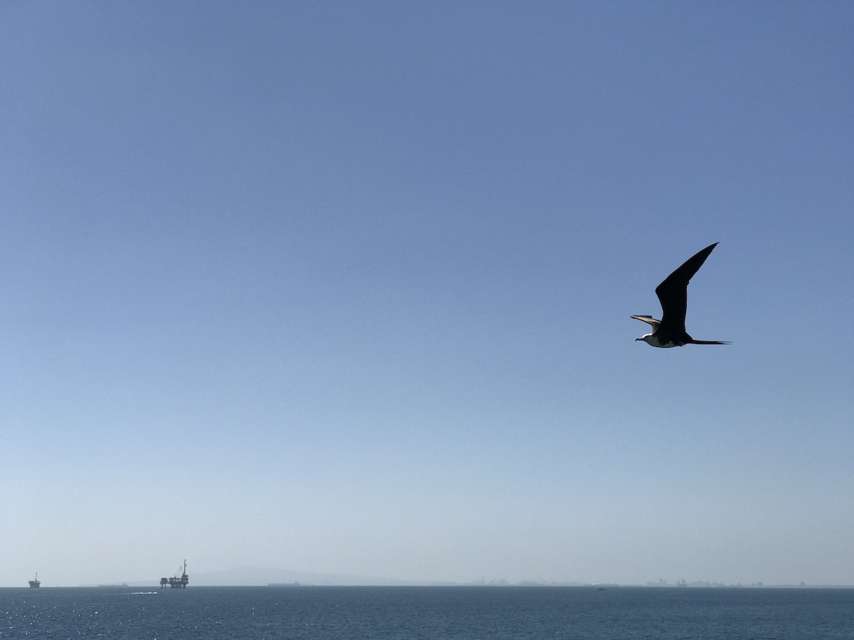 Magnificent Frigatebird - Jon Acampora