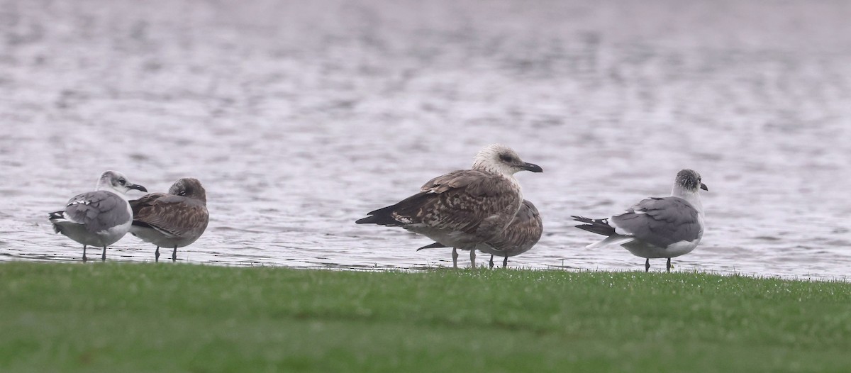 Lesser Black-backed Gull - ML624773510