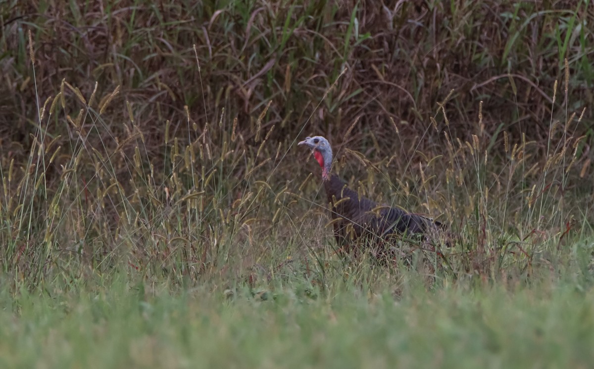 Wild Turkey - ML624773543