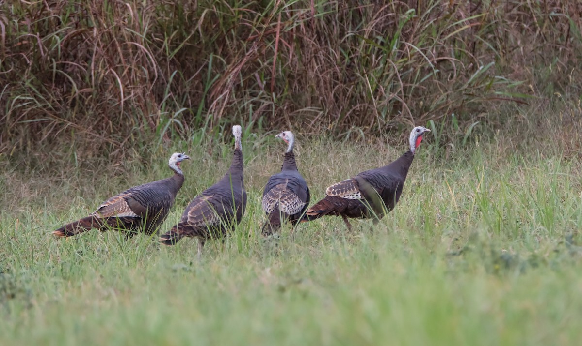 Wild Turkey - ML624773545