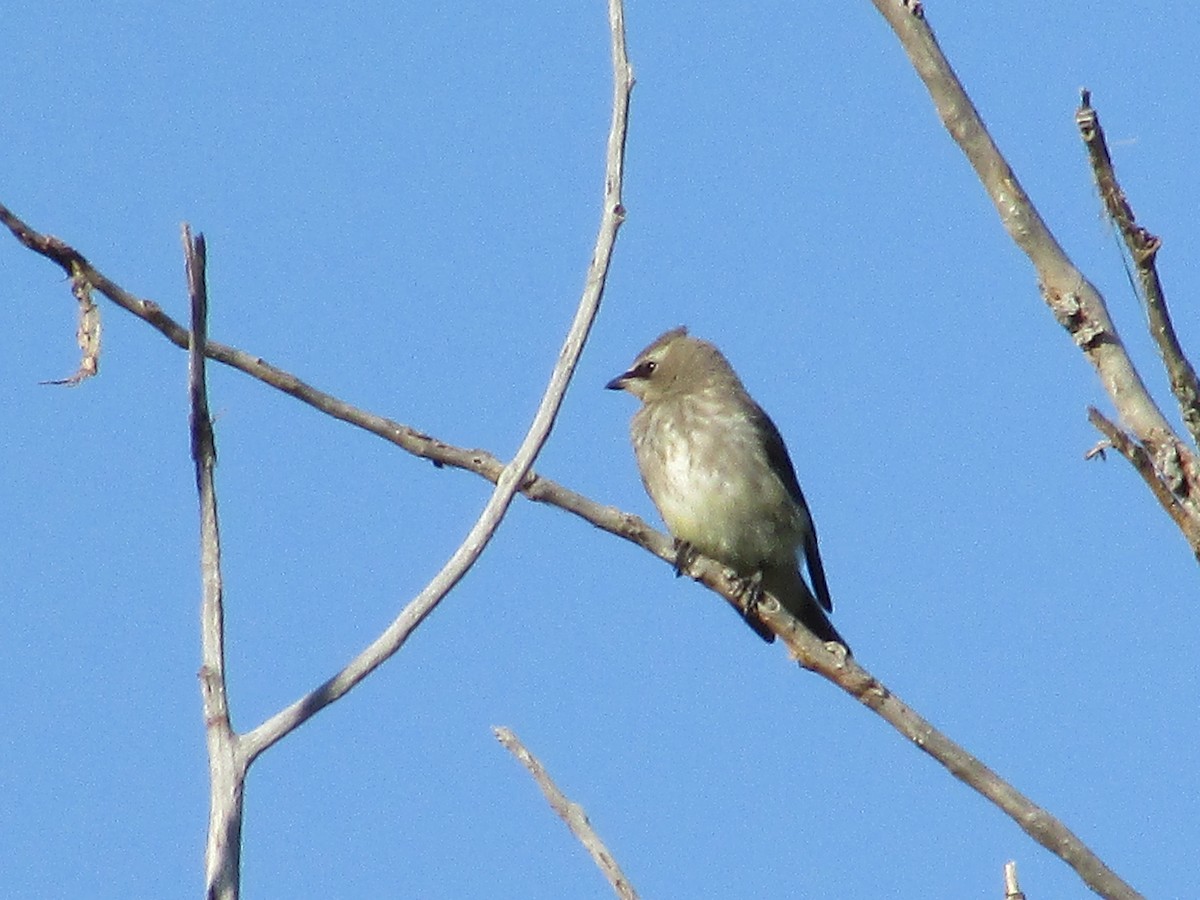 Cedar Waxwing - ML624773803