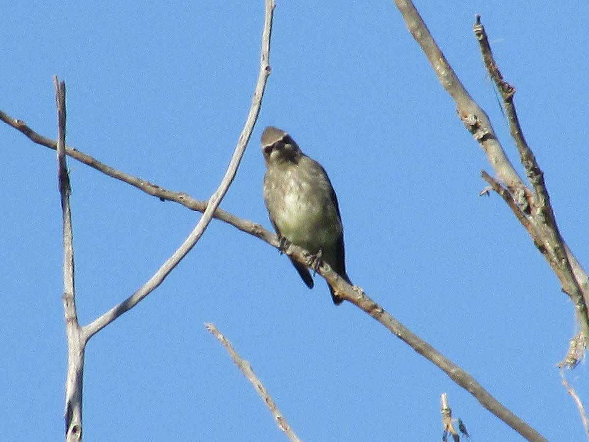 Cedar Waxwing - ML624773804