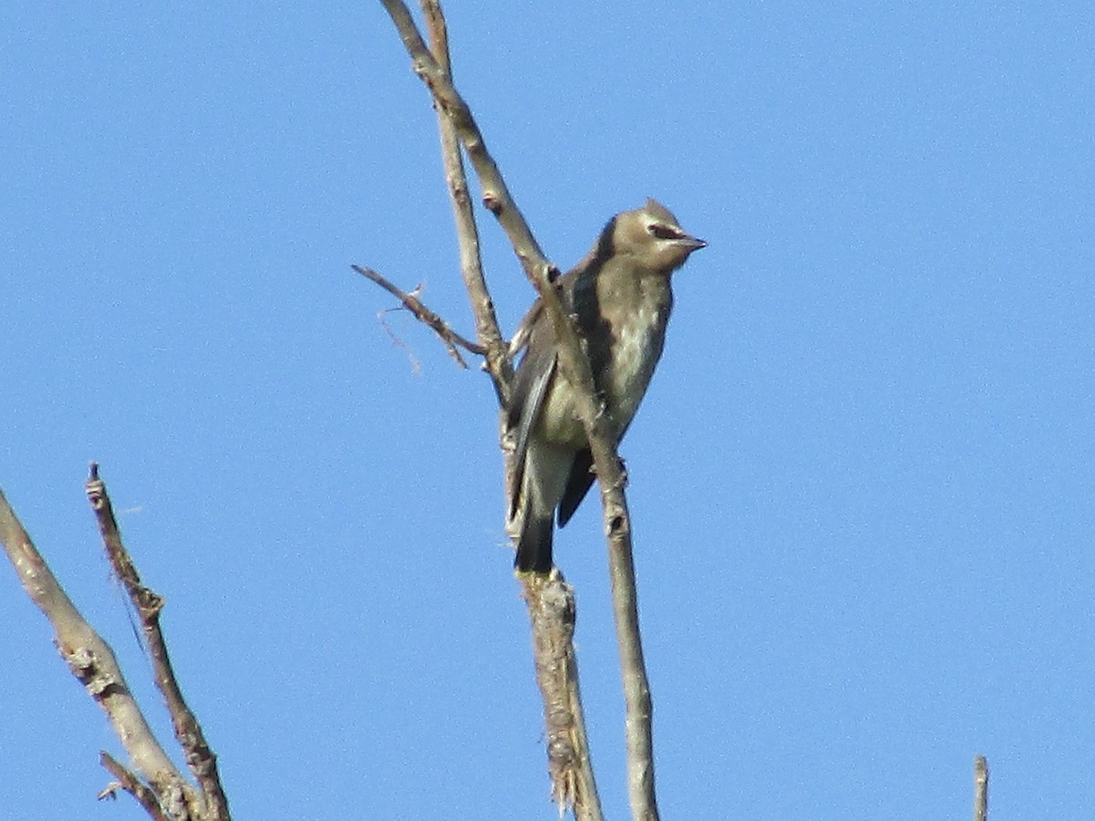 Cedar Waxwing - ML624773805