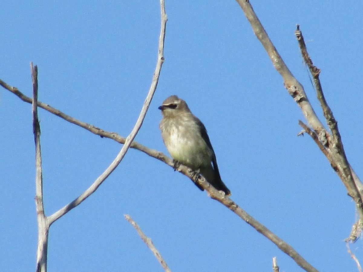 Cedar Waxwing - ML624773806