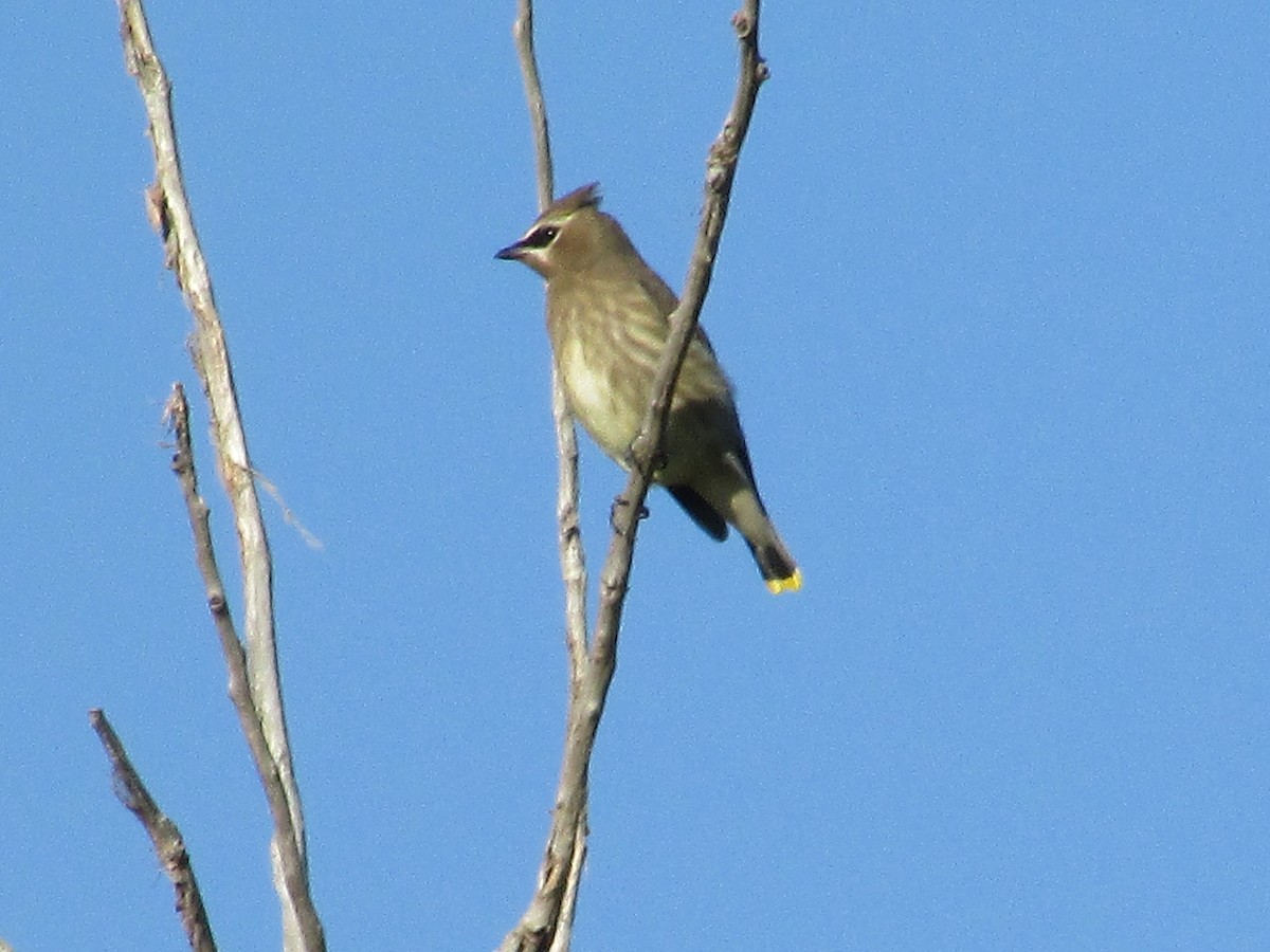 Cedar Waxwing - ML624773808