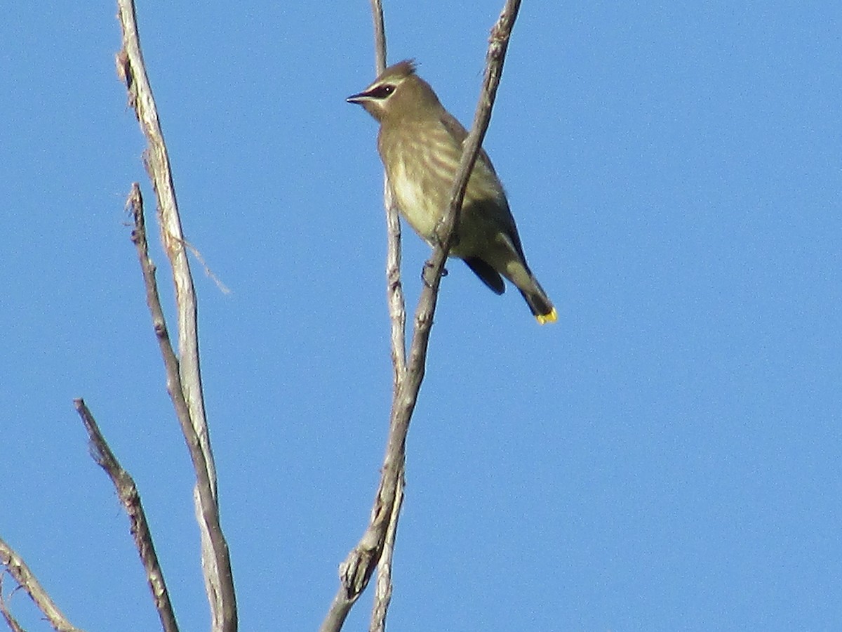 Cedar Waxwing - ML624773809