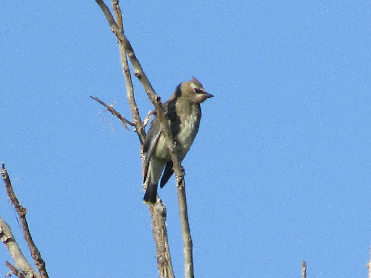 Cedar Waxwing - ML624773810