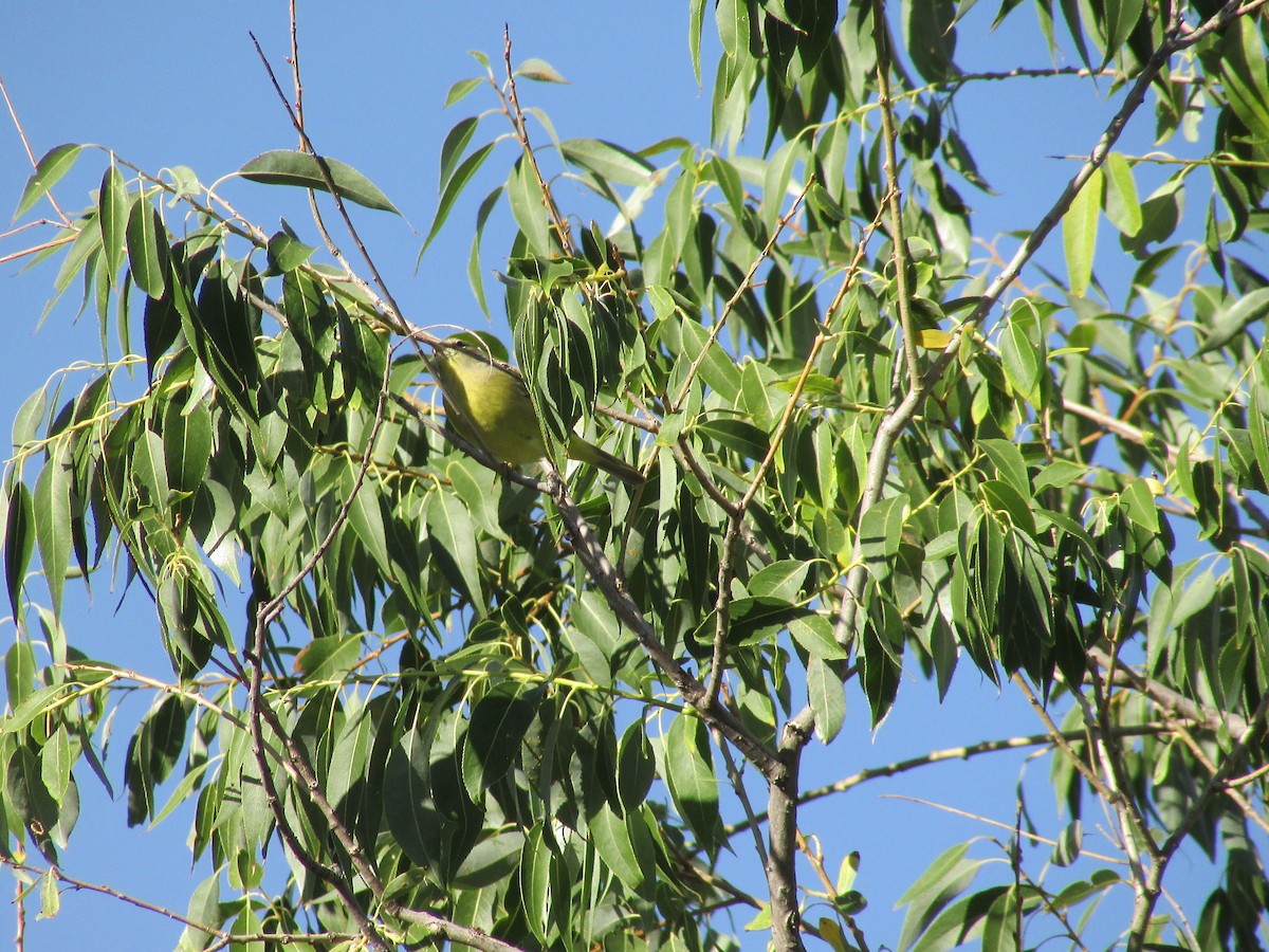 Orange-crowned Warbler - ML624773888