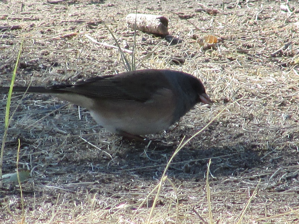 Dark-eyed Junco - ML624773932