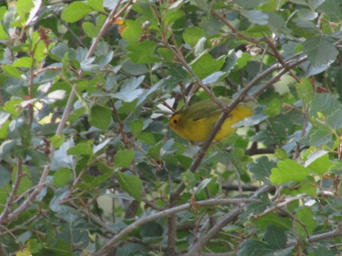 Wilson's Warbler - ML624773979