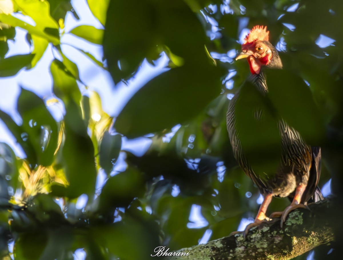 Gray Junglefowl - ML624774047