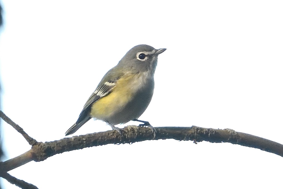 Blue-headed Vireo - ML624774110