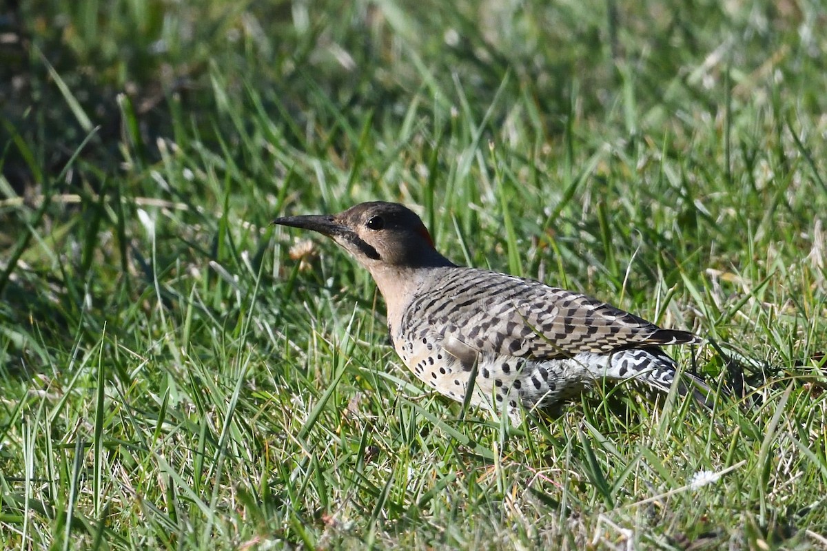 Northern Flicker - ML624774115