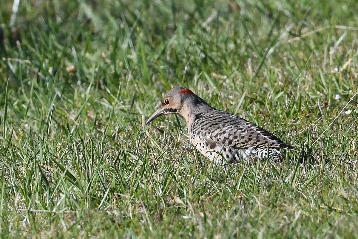 Northern Flicker - ML624774116