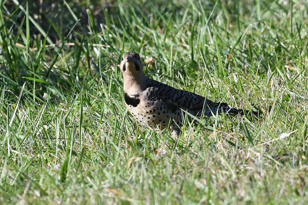 Northern Flicker - ML624774117