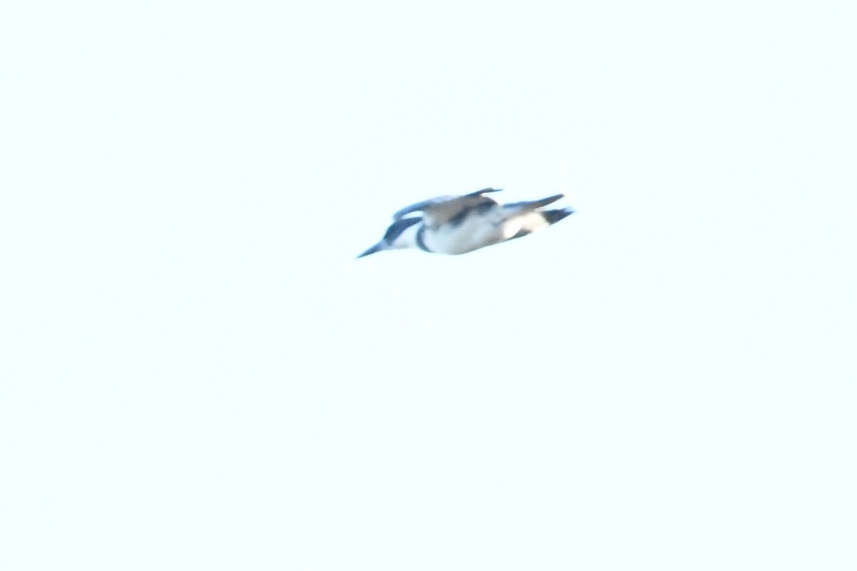 Belted Kingfisher - ML624774119