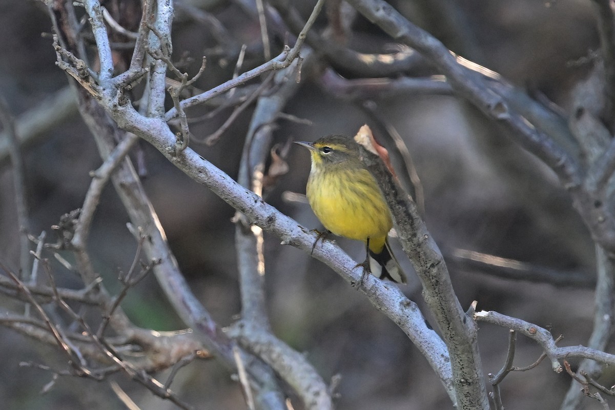 Palm Warbler - ML624774126