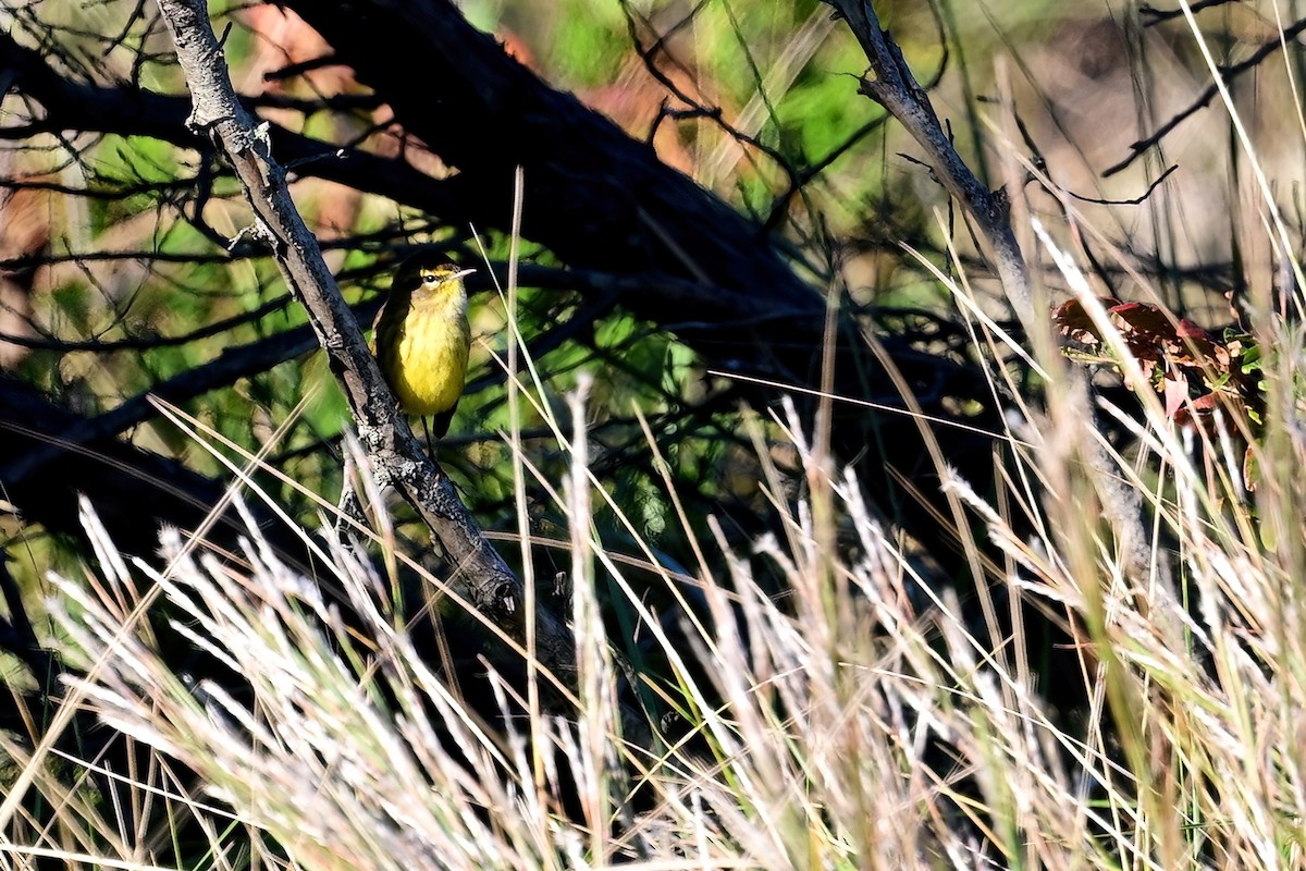 Palm Warbler - ML624774229