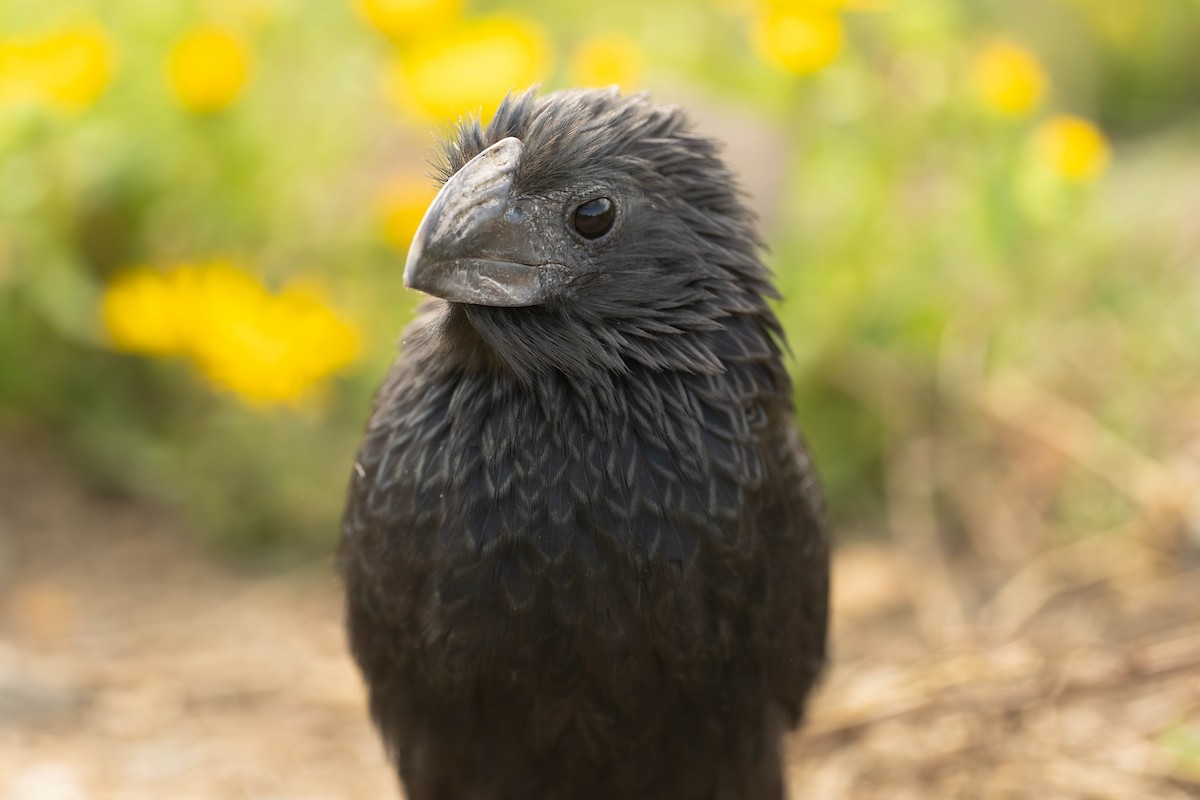 Groove-billed Ani - ML624774601