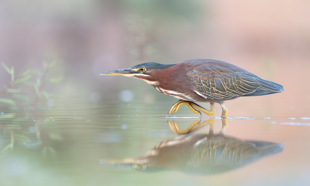 Green Heron - ML624774720