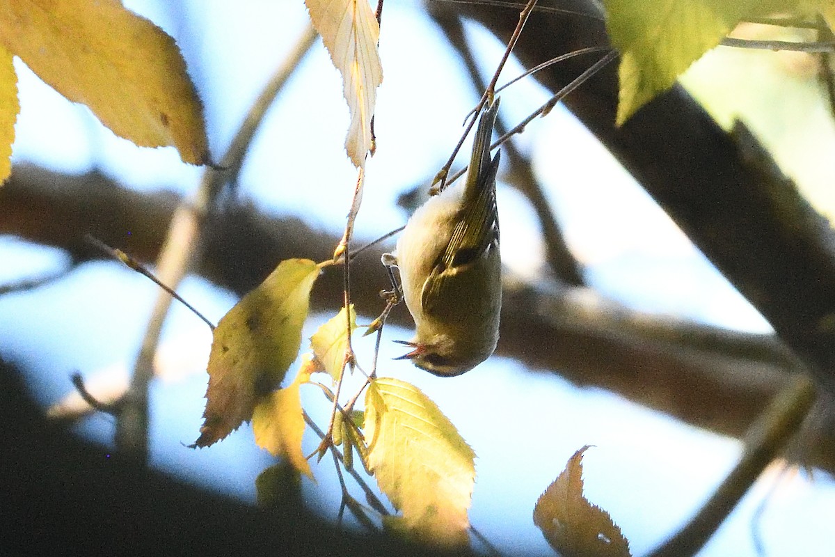 Golden-crowned Kinglet - ML624774738