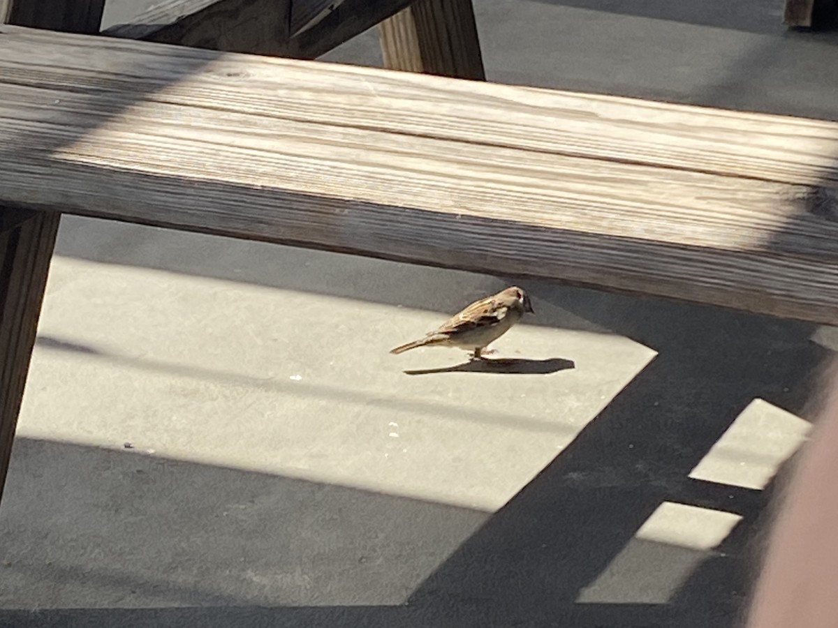 Passera oltremontana - ML624774778