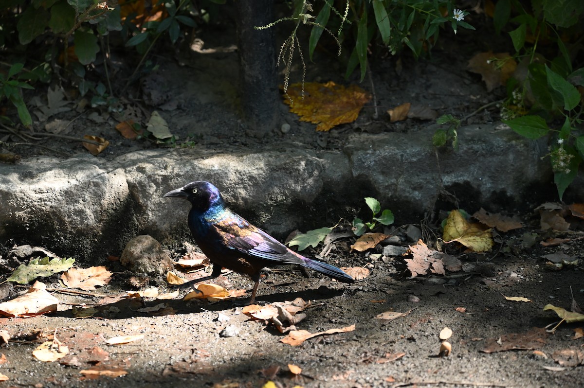 Common Grackle - ML624774872