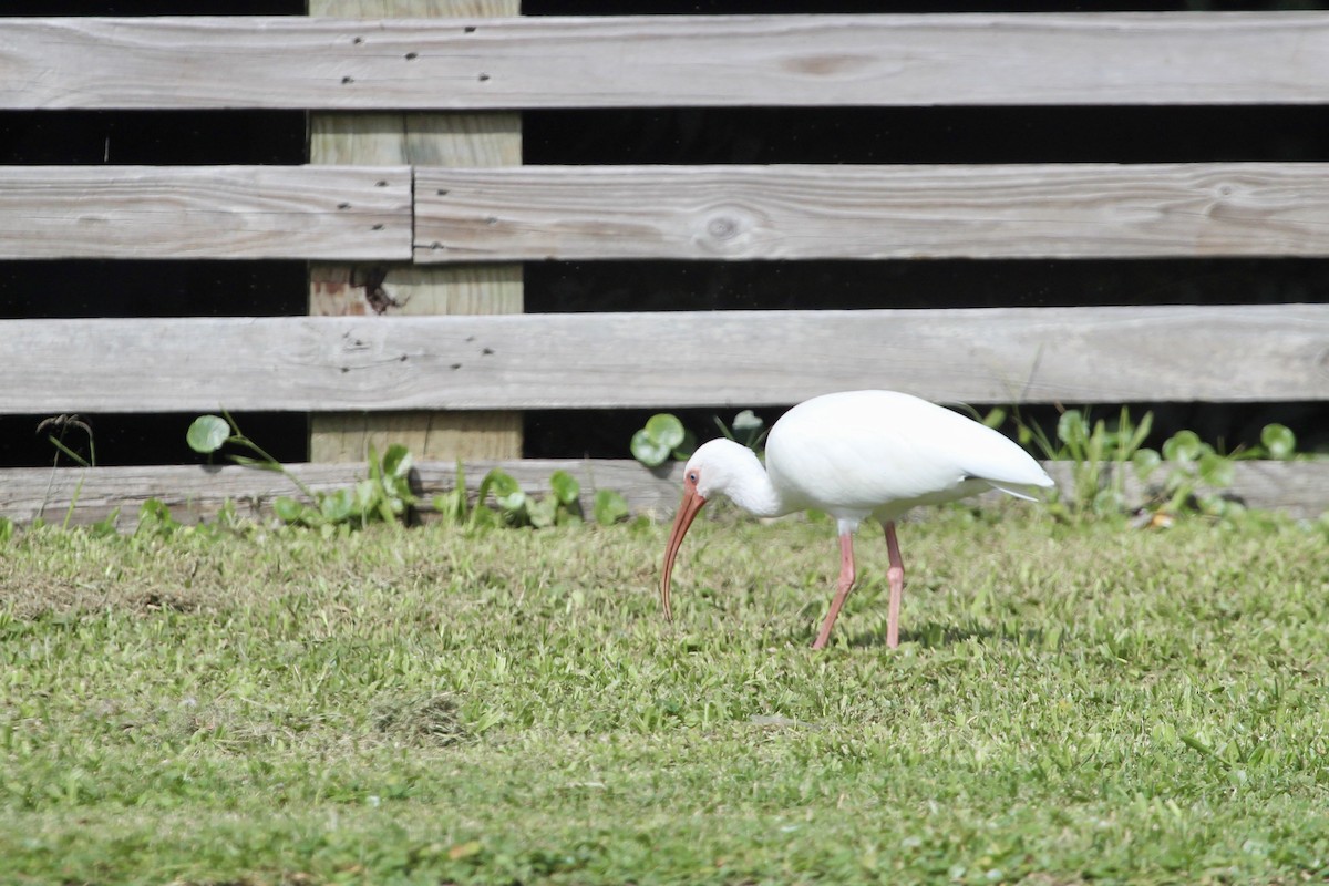 White Ibis - ML624774904