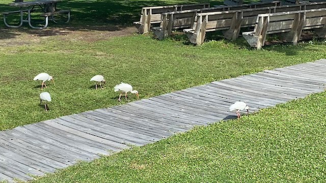 White Ibis - ML624774907