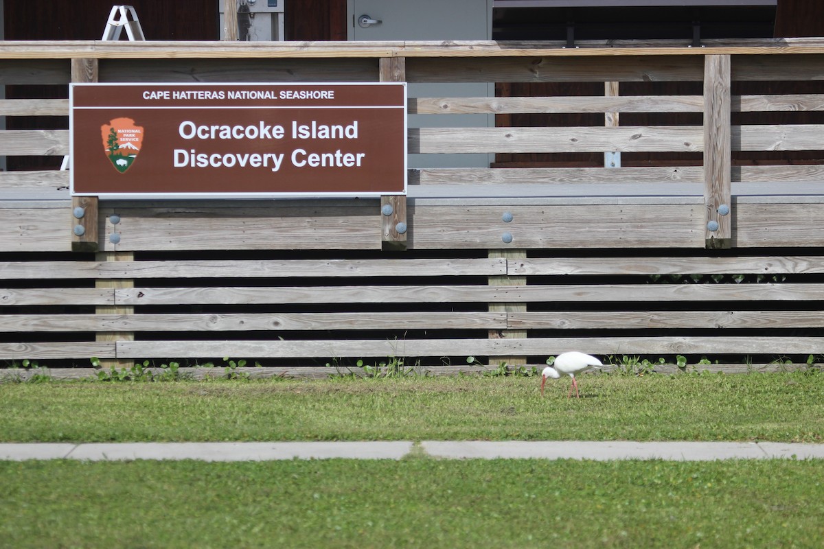 White Ibis - ML624774919