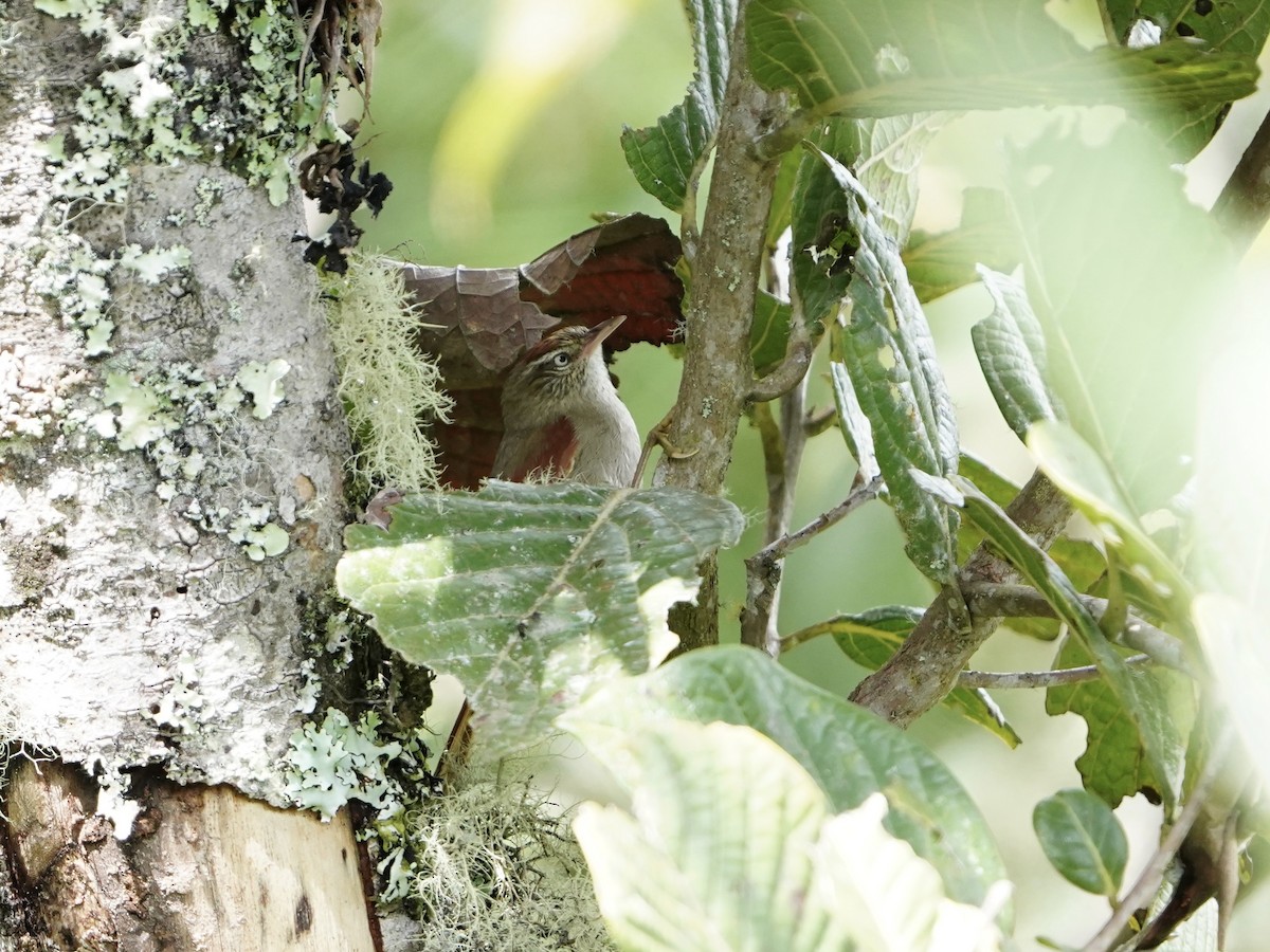 Streak-capped Spinetail - ML624774953