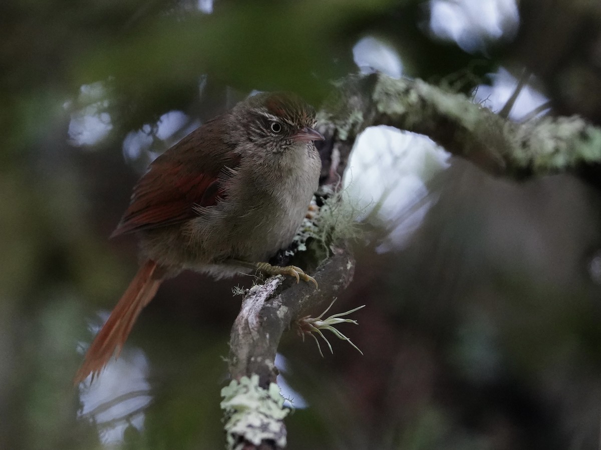 Streak-capped Spinetail - ML624774954